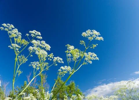 Angelica plan. close-up Stock Photos