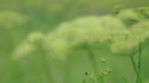 Angelica plan Stock Footage 10860172