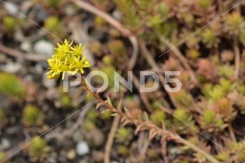 Angelina stonecrop flower Stock Photos