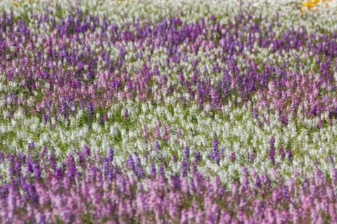 Angelonia field Stock Photos