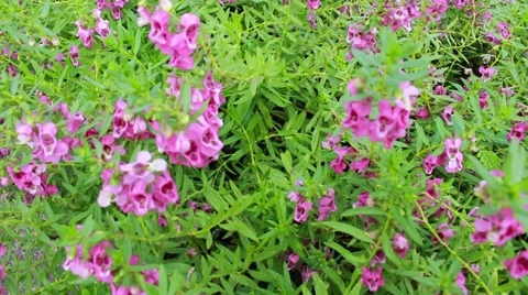 Angelonia flower Stock Footage 53308368