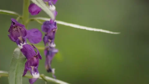 Angelonia goyazensis Stock Footage 219254490