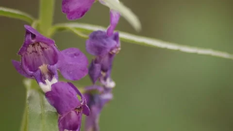 Angelonia goyazensis Stock Footage 219254494