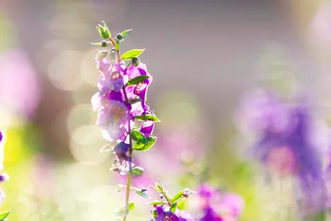 Angelonia Stock Photos