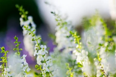 Angelonia Stock Photos