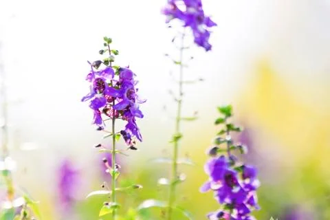 Angelonia Stock Photos
