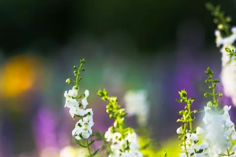 Angelonia Stock Photos