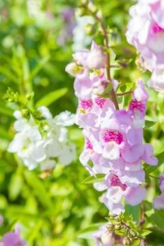 Angelonia Stock Photos