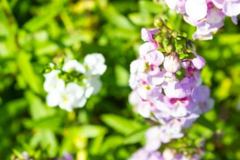 Angelonia Stock-Fotos