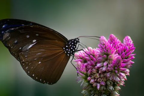 Angel's wings Stock Photos