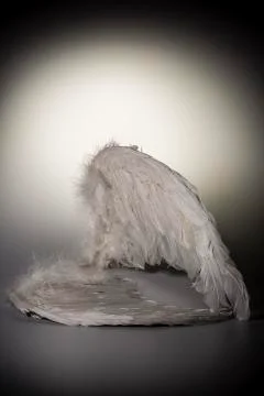 Angel's wings on white background Stock Photos