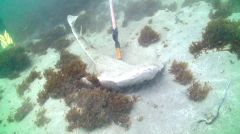 Angelshark Vidéo 64799771