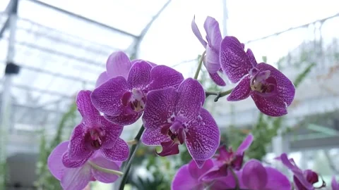 Anggrek Video stock 170373662