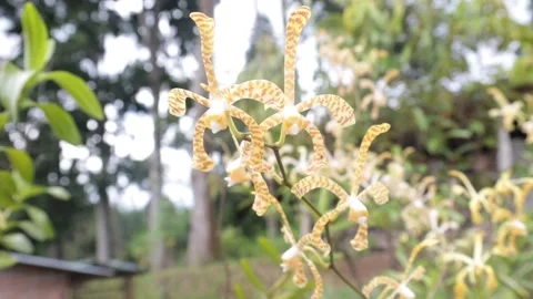 ANGGREK Stock Footage 205122507