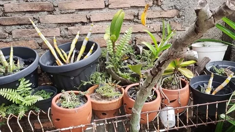 Anggrek Stock Footage 232352644
