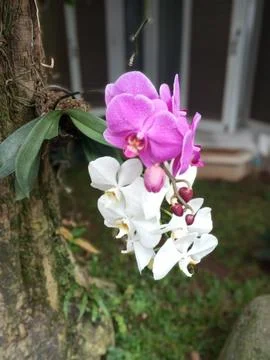 Anggrek Stock Photos