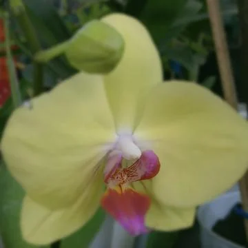 Anggrek Photos