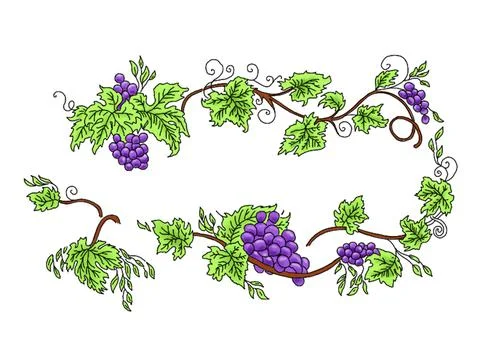 Anggur Stock Illustration