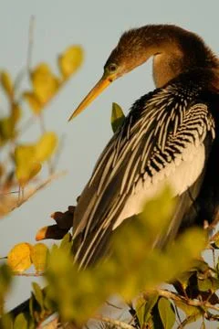 Anginga On A Limb Stock Photos