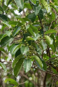 Angiosperm fig tree Foto stock