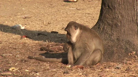  Angkor monkey Stock Footage 535446