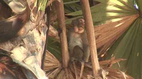 Angkor monkey Stock Footage 535462