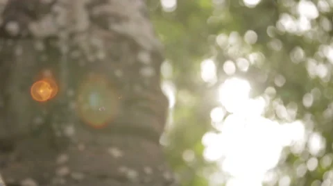 Angkor movement the statue's face Stock Footage 41248343