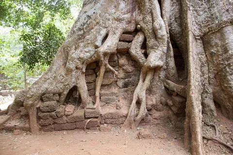 Angkor Stock Photos