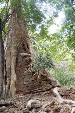 Angkor Stock Photos