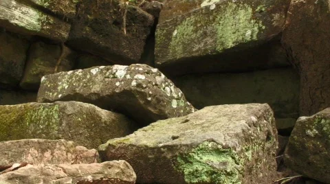 Angkor strangler fig Stock Footage 527873