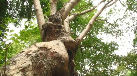 Angkor strangler fig Stock Footage 527898