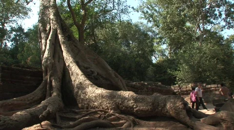 Angkor strangler fig Stock Footage 535628