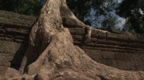 Angkor strangler fig Stock Footage 535631