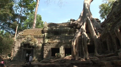 Angkor strangler fig Vídeo Stock 535632
