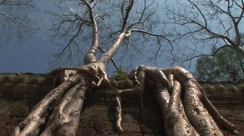 Angkor strangler fig Stock Footage 535649