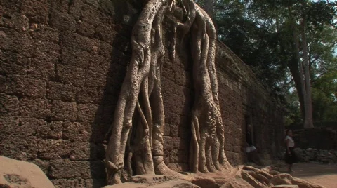 Angkor strangler fig Stock Footage 535658