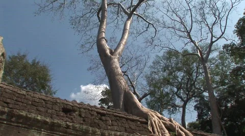 Angkor strangler fig Vídeo Stock 535660