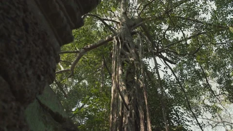 Angkor Temples Stock Footage 220657186