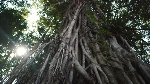 Angkor Temples Stock Footage 220661561