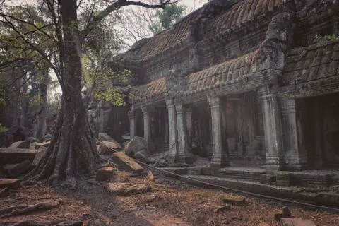 Angkor Thom  and tree Foto stock