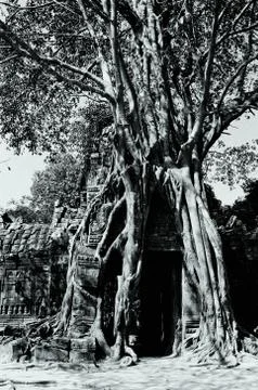 Angkor wat Stock Photos