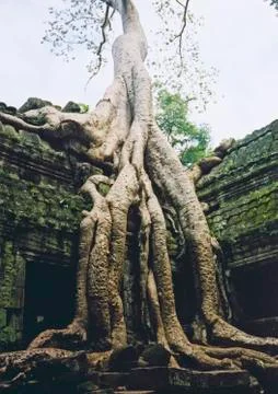 Angkor wat Stock Photos