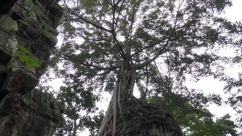 Angkor Wat Ta Prohm Temple Stock Footage 85567492