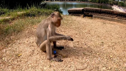 Angkor Wat Temple Monkey Doesnt like Snack Cambodia 動画素材 106813137