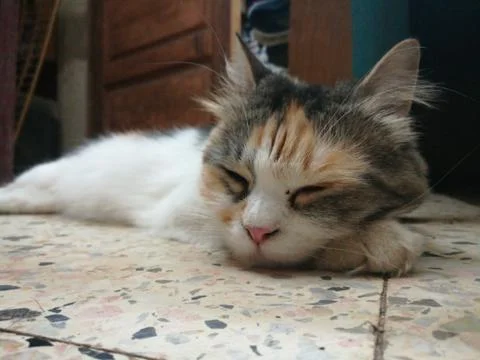 Angle cat sleeping on ground Stock Photos