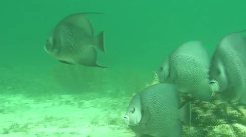 Angle Fish  Stock Footage 988779