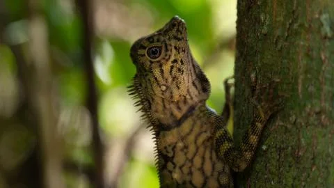 Angle Head Lizard attaches to a tree in Borneo, Malaysia. Close Up Stock Photos