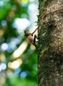 Angle Head Lizard attaches to a tree in Borneo, Malaysia. Stock Photos