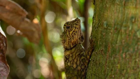 Angle Head Lizard attaches to a tree in Borneo, Malaysia. Close Up Stock Photos