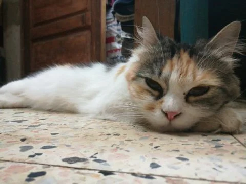 Angle kitty on ground Stock Photos